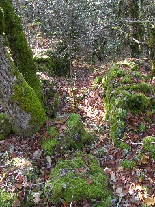 presque un sentier dans les bois du Quercy